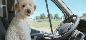 Des vacances au poil pour eux aussi