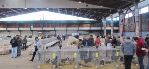 Le Festival de Cannes de la basse-cour