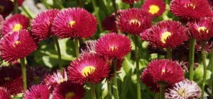 Toussaint : la pâquerette pomponnette pour changer des chrysanthèmes