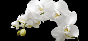 Fleurs et plantes à la quinzaine