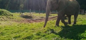 Gandhi, première pensionnaire du sanctuaire Elephant Haven à Bussière-Galant