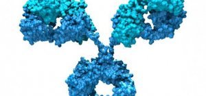 Qui sont ces « Saletés d'anticorps ! »