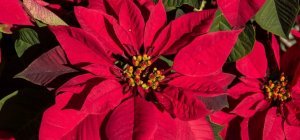 Le poinsettia : L'étoile de Noël
