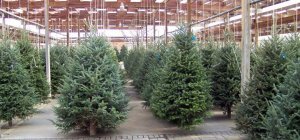 Comment bien choisir son sapin de Noël ?