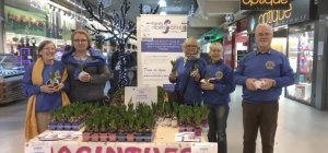 Des jacinthes en faveur des enfants atteints de cancer