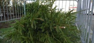 Collecte des sapins de Noël en centre-ville de Limoges