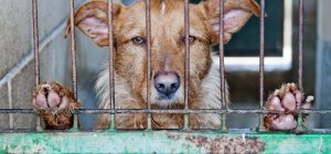 Plus de chiens abandonnés en Hollande