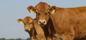 Salon de l'agriculture : l'édition des retrouvailles