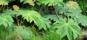 Pour créer un esprit Jungle, quelles plantes installer au jardin ? (Dossier spécial habitat)
