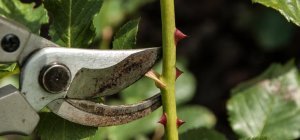 Un atelier pour apprendre à tailler ses rosiers