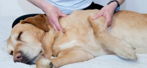 Salon des animaux de compagnie : pédagogie pour les enfants et bien-être animal