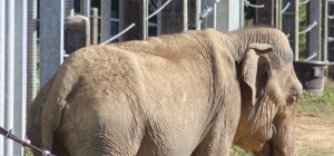 Aux côtés des éléphantes d'Elephant Haven