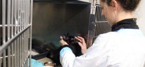 La SPA 87 au bord du gouffre financier