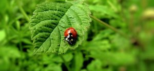 Produire bio, ça veut dire quoi ? (Dossier spécial consommer local)