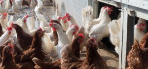 En 2021, la production bio progresse partout en région (Dossier spécial consommer local)