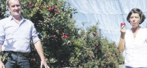 Pommes raisonnées pour croqueurs locavores (Dossier spécial consommer local)