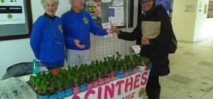 Vente de jacinthes en faveur des enfants atteints de cancer