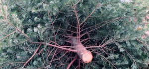 Une collecte pour recycler les sapins de Noël