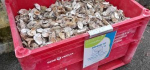5 300 kg de coquilles collectés