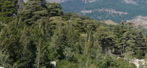 Reboisement de la forêt des Vaseix