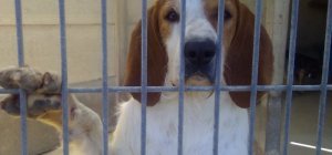 « Si les mairies ne payent pas leur redevance, la fourrière fermera au 1er juin »