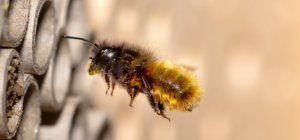 Aider les abeilles sauvages