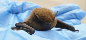 Aider à la création d'un centre de soins pour les mammifères de la faune sauvage