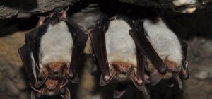 Découverte des animaux nocturnes et du ciel étoilé