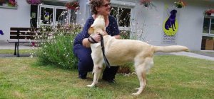 Les chiens guides d'aveugles à la fête !