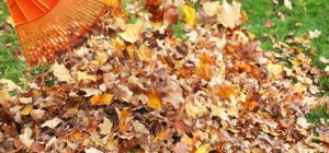 Recycler les feuilles mortes pour créer un potager (Dossier bio/environnement)