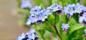 Laissez votre jardin se mettre en mouvement (Dossier bio/environnement)