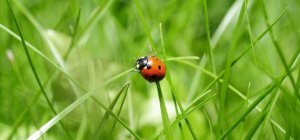 Produire bio : ça veut dire quoi ? (Dossier bio/environnement)