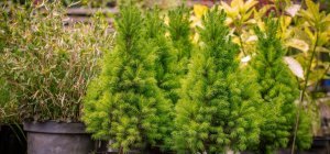 Replanter son sapin après les fêtes