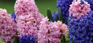 Achetez des jacinthes pour aider les enfants malades