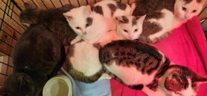 Chats errants : c'est le moment de les stériliser