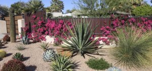 Créer un jardin résistant aux sécheresses (dossier spécial habitat)