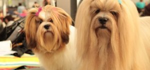 Concours et expositions canines