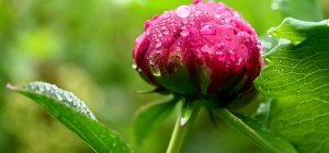 Les plantes reines d'une journée dans le parc du château de Nexon