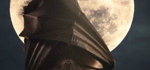 Animaux nocturnes et ciel étoilé