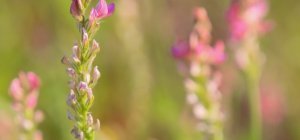 Création d'un fonds dédié à la préservation de la biodiversité