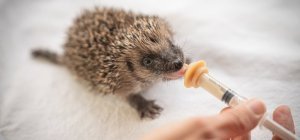 Appel aux dons : offrir une seconde chance à la faune sauvage