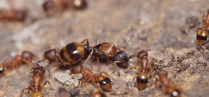 Découvrir Le Royaume des fourmis