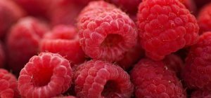 Comment se portent les grandes filières bio en Nouvelle-Aquitaine ? (dossier spécial bio / environnement)