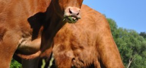 Viandes bio : entre adaptation et résilience (dossier spécial bio / environnement)