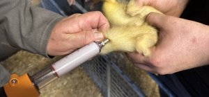 Une 6e année vétérinaire en attendant l'école ?