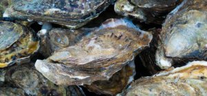 Collecte de coquilles