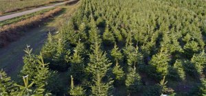 Les Français préfèrent le sapin naturel et local