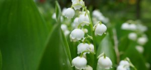 1er mai : un brin de muguet porte-bonheur pour tous nos lecteurs