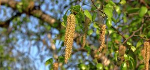 Le Pollinarium sentinelle® pour suivre les alertes