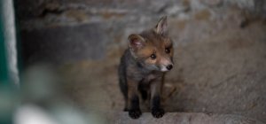 Ouverture du centre de soin pour les mammifères sauvages